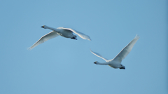 餌場へ向かう白鳥