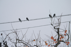 柿の木に集まるカラス達