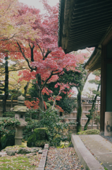 椿寿荘の紅葉