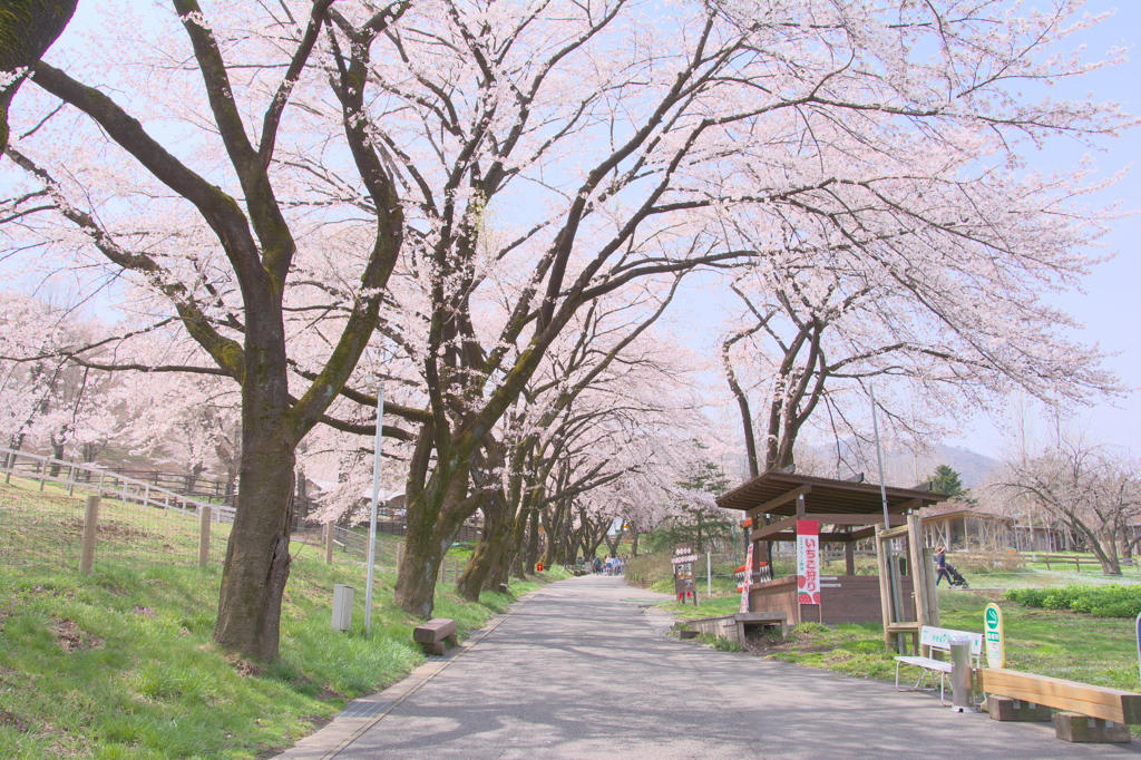 伊香保桜並木