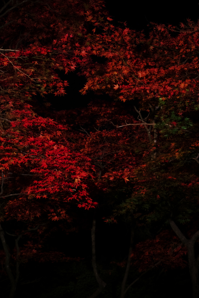 赤と黒