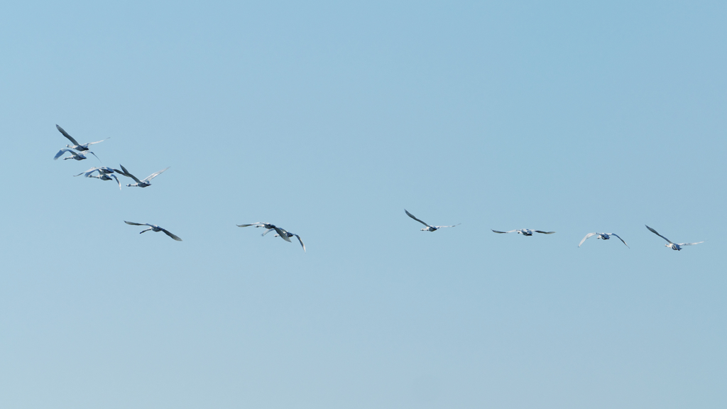 餌場へ飛んでいく白鳥
