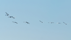 餌場へ飛んでいく白鳥