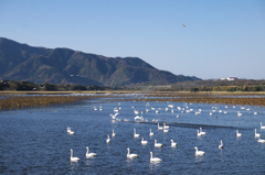 水鳥の楽園