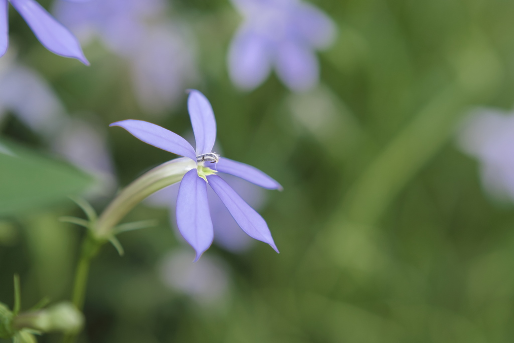 小さな紫の花