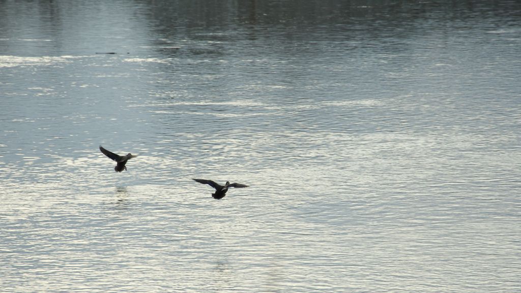 夕暮れの水面を飛ぶ水鳥