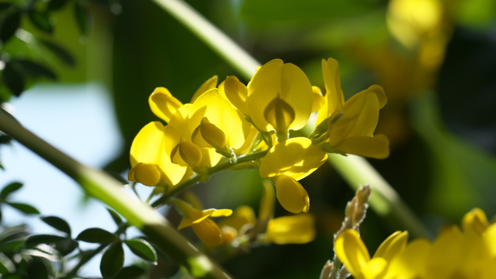 小さい黄色い花