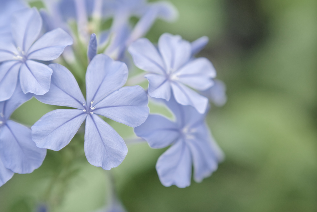花の色