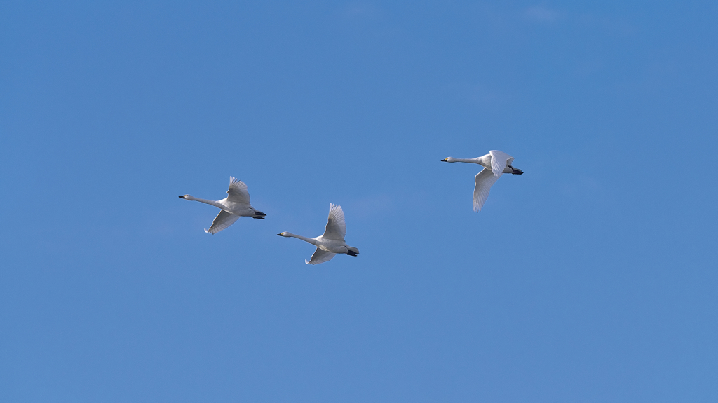 青空と白鳥