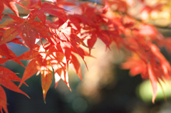 紅葉と木漏れ日