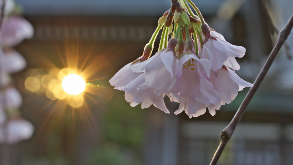 朝日と桜