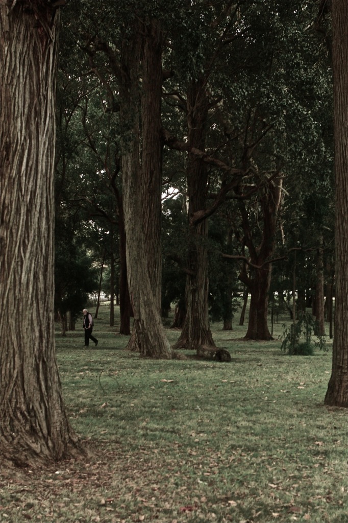 公園、歩く老人。