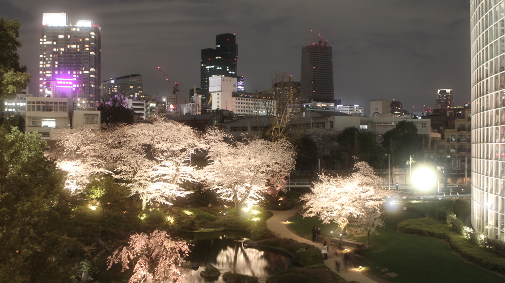 夜桜。六本木ヒルズにて。