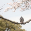 今日は暖かい。