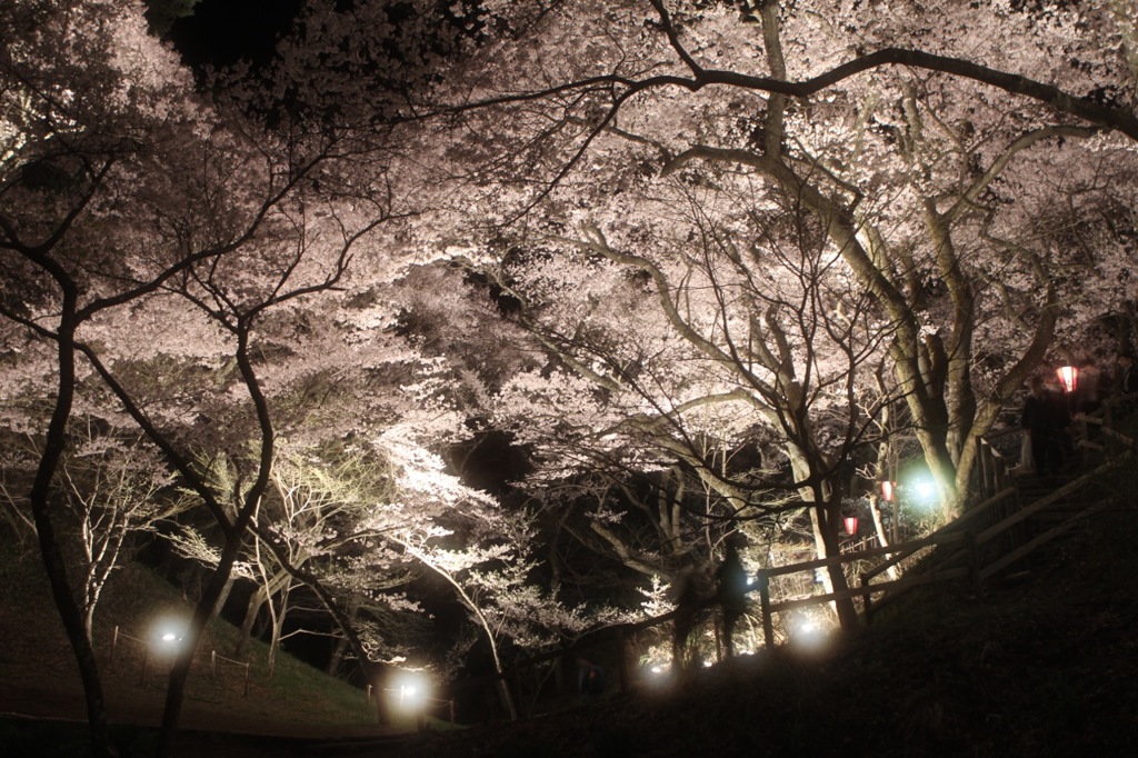 夜桜。高遠城址公園にて。