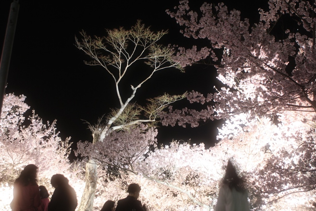 夜桜。高遠城址公園にて。