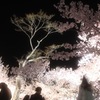 夜桜。高遠城址公園にて。