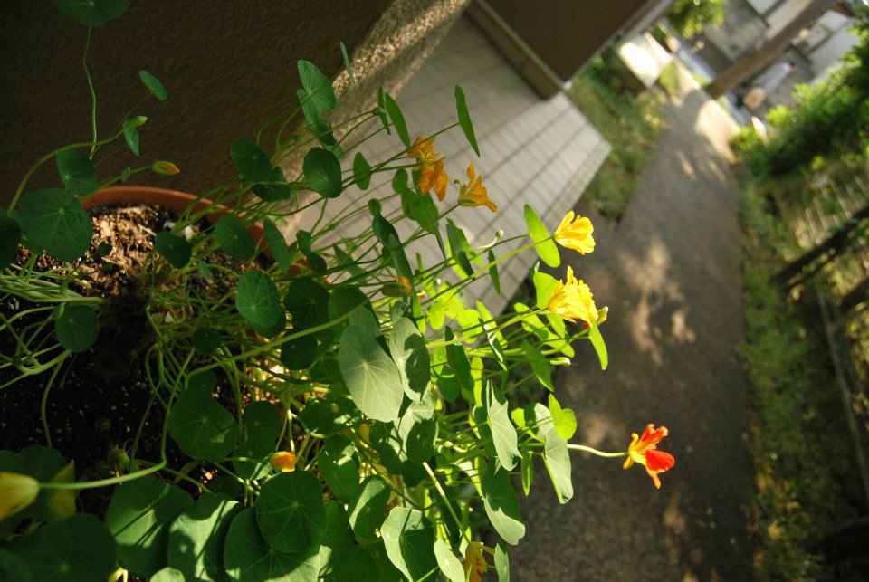 太陽に向かって。