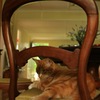 チェアーキャット。