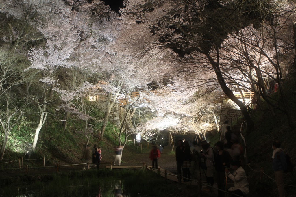 夜桜。高遠城址公園にて。