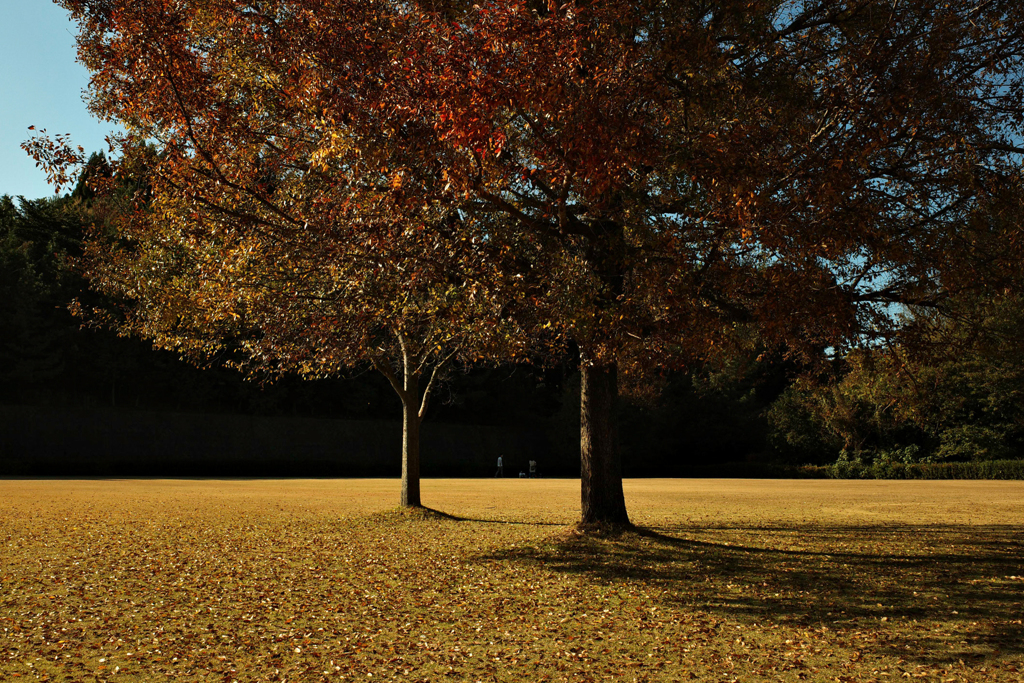 autumn color