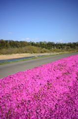相模川の土手　何の花か？