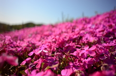 相模川の土手　何の花か？