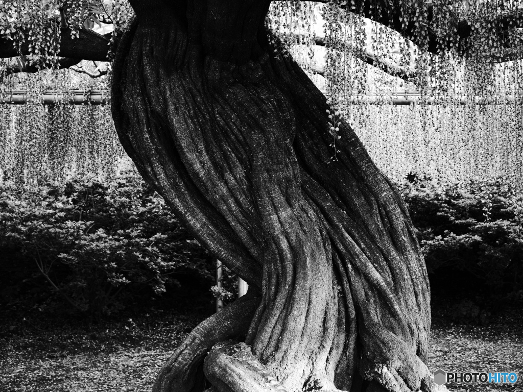 枝垂れ藤の幹モノクロ01