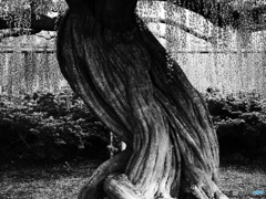 枝垂れ藤の幹モノクロ01