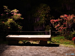 夜の丸太椅子と藤01