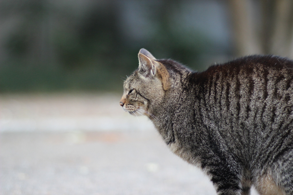 横から猫