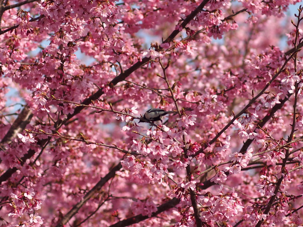 桜をついばむ小鳥