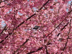 桜をついばむ小鳥