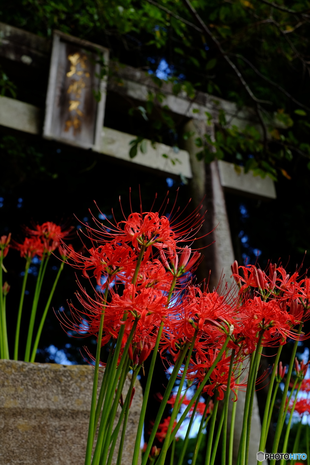 神社の入口