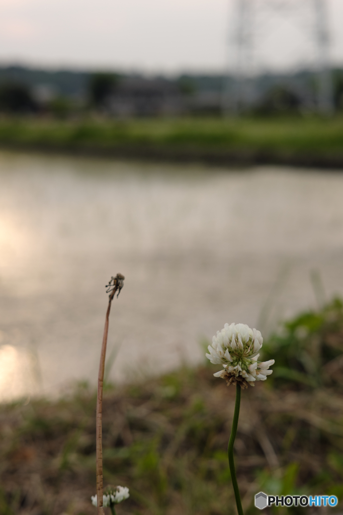 夕焼けクローバー