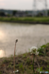 夕焼けクローバー
