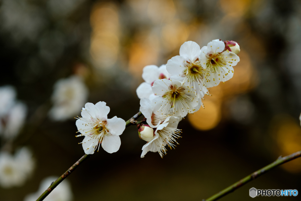 白梅