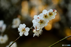 白梅