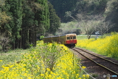 菜の花列車