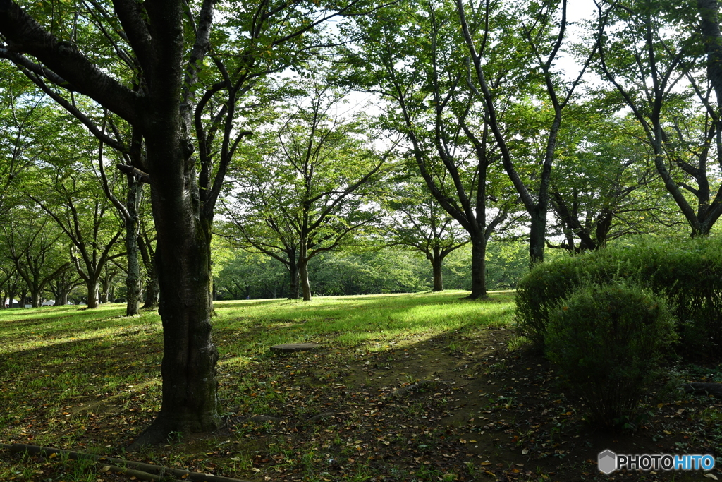 公園