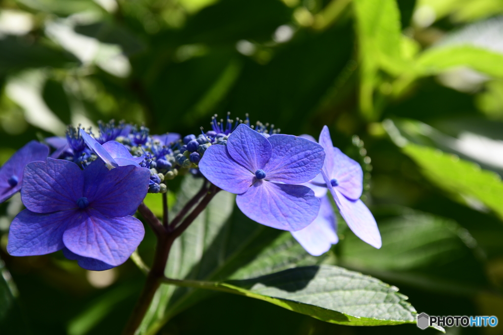 紫陽花