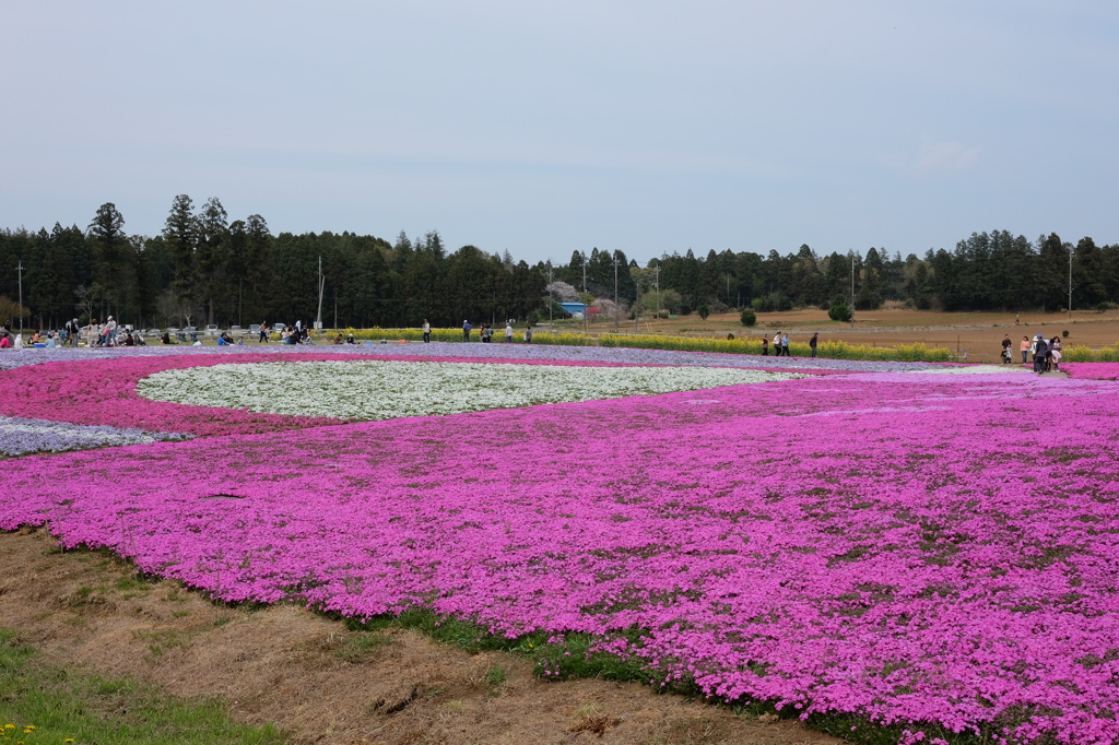 芝桜2014(2)