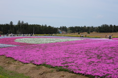 芝桜2014(2)