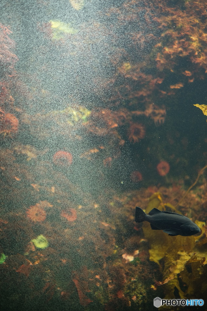 泡と魚２