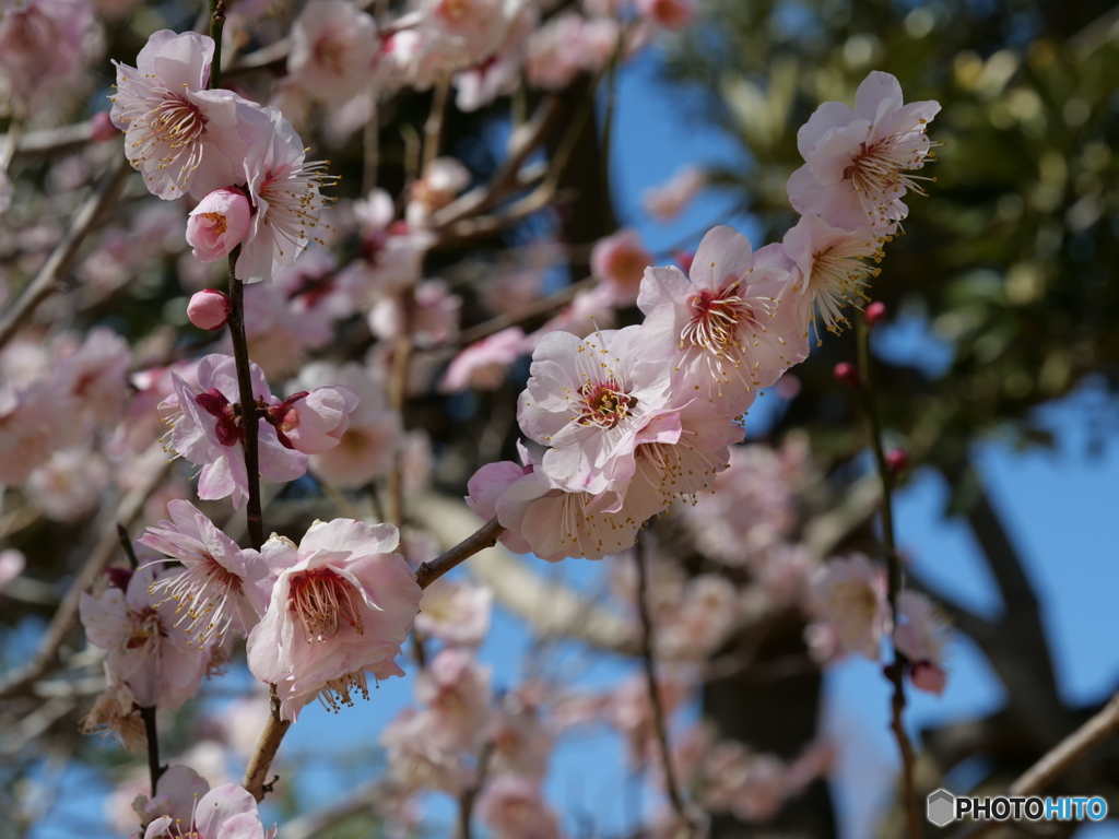 梅の花