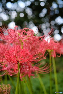 曼珠沙華