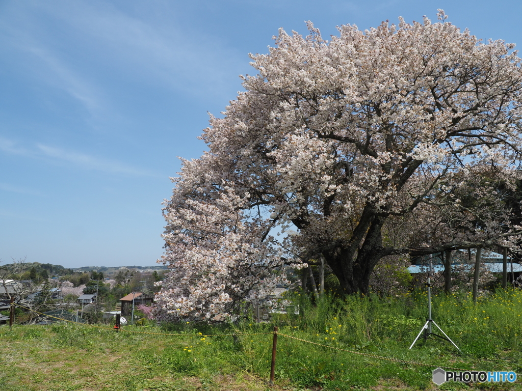与一郎桜３