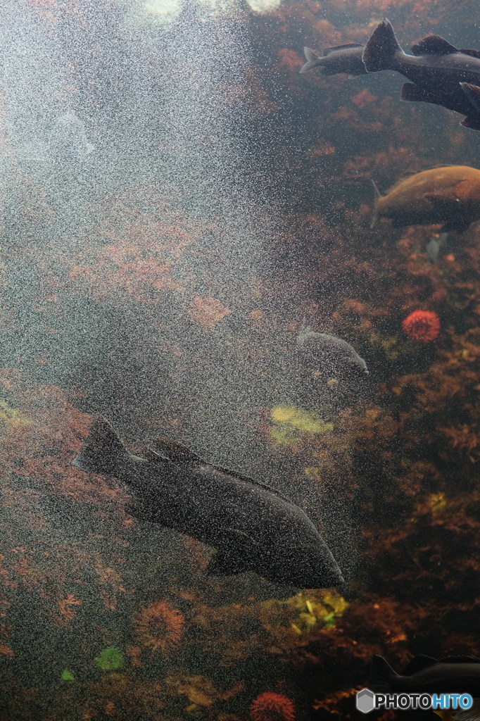 泡と魚