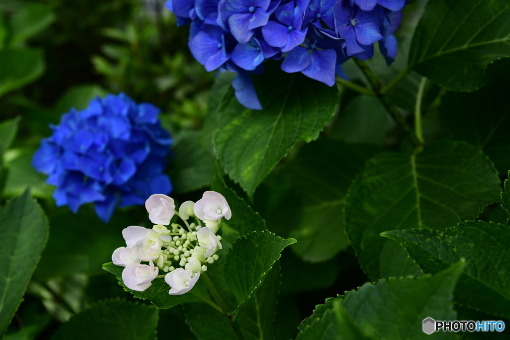 紫陽花