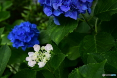 紫陽花